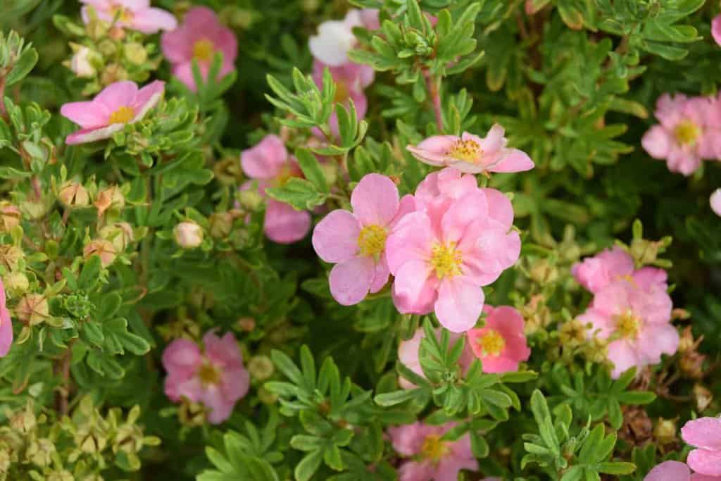 Potentilla fruticosa 'Pink Beauty' ('Lovely Pink') 20-30 cm